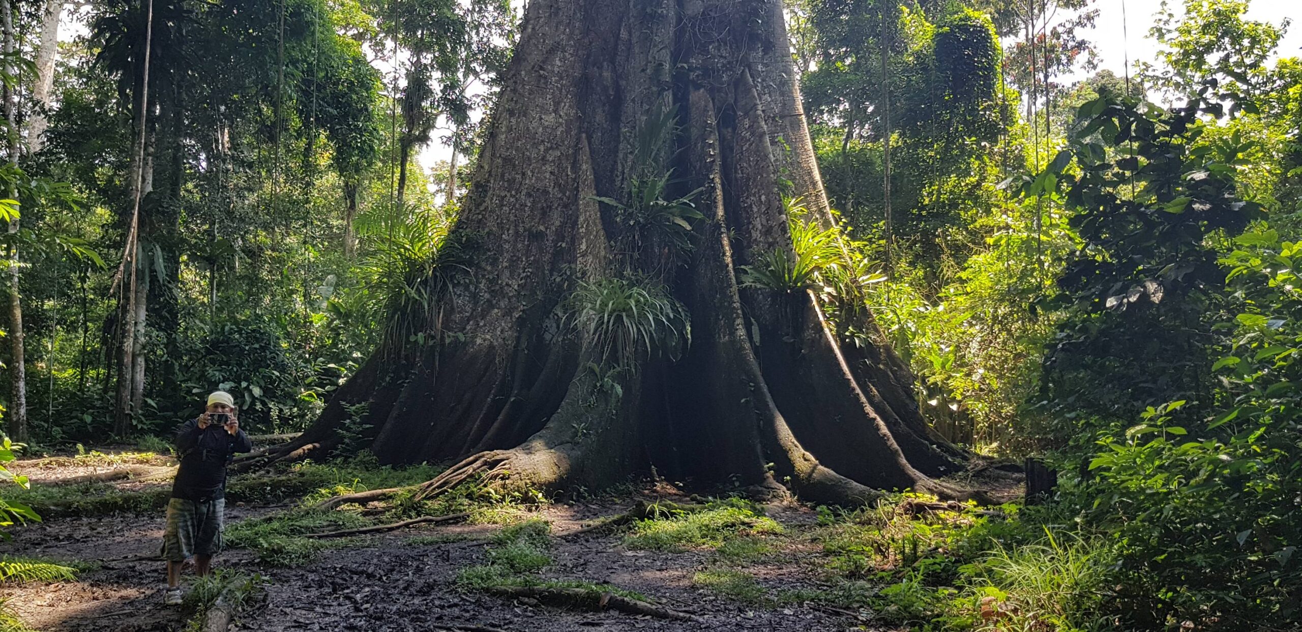 W okolicach Iquitos rosną takie drzewa tylko trzeba mieć dobrego przewodnika