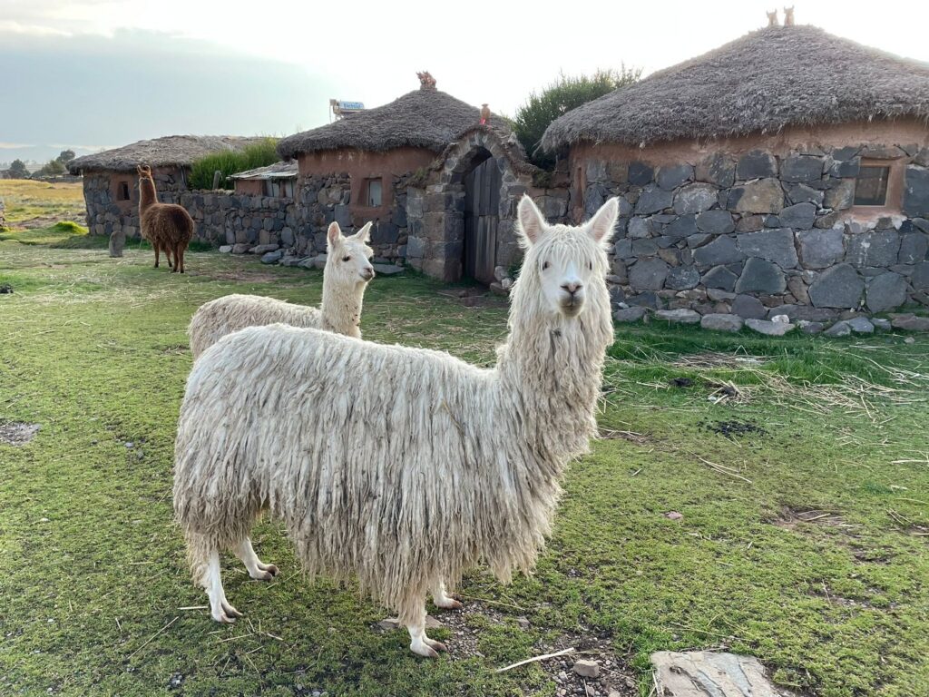 Wyroby z lamy i alpaki można kupić odwiedzając gospodarstwo Peruwiańskiego chłopa